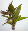 Cryptocoryne wendtii ''brown'' - 3.90€